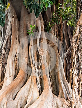 Massive Banyan Tree in Cartegena