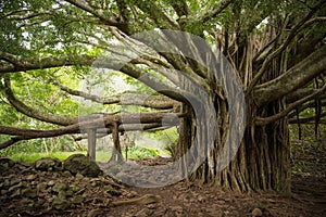 Massive Banyan Tree in Maui