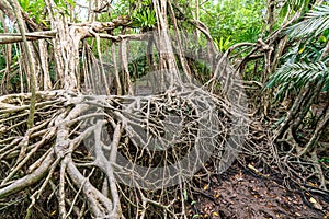 Massive banyan tree root system in rain forest, Sang Nae Canal Phang Nga, Thailand