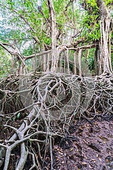 Massive banyan tree root system in rain forest, Sang Nae Canal Phang Nga, Thailand