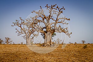 Massive baobab trees