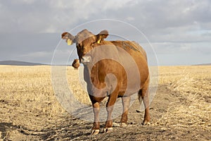 A massive, beautiful brown cow