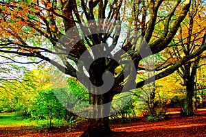 Massive beech tree with numerous sprawling branches in Canfaito grove in autumn