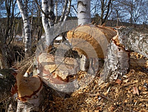 Massive birch trees felled by the beaver