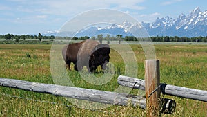 Massive bison walk near the road in Yellowstone