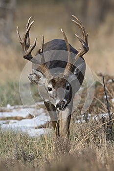 Massive Brow tined Whitetail Buck