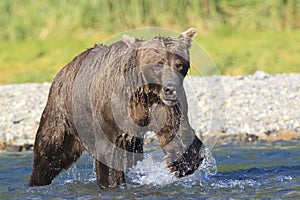 Massive brown bear boar with tremendous claws in river