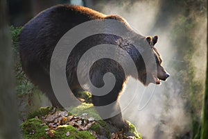 Massive brown bear standing on the rock