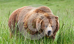 Massive brown grizzly bear in tall green grass