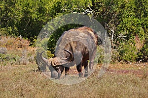 Massive Buffalo at Addo Elephant National Park in South Africa
