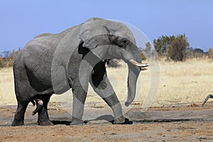 A massive bull elephant at the waterhole, african bush elephant Loxodonta africana.A large male elephant in a parched savannah