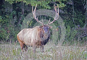 Massive Bull Elk, with huge antlers stands in a grassy field.