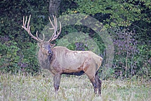 Massive Bull Elk, with massive antlers looking over his shoulders.