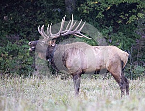 Massive Bull Elk, with massive antlers stands in a fild of grass bugling.