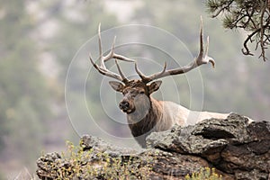 Massive Bull Elk in Portrait