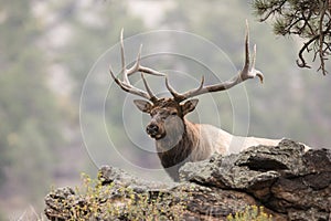 Massive Bull Elk in Portrait photo