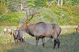 Massive Bull Elk, is watching over his herd while in the ruttiing season.