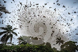 massive butterfly migration, with hundreds of butterflies fluttering in unison