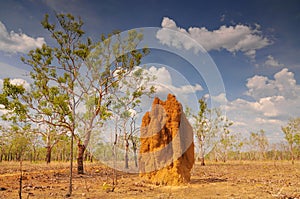 Massive cathedral termite mounds Nasutitermes triodae, Kakadu National Park, Northern Territory, Australia