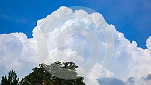 A massive cloud over the treetops