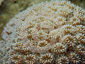 Massive coral, Galaxea in the blue background
