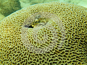 Massive coral, Goniastrea