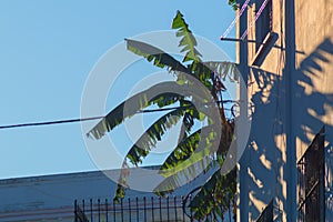 The massive crown of a banana palm tree peeks out from behind the wall of the house. Shadows from the tree and reflection from the