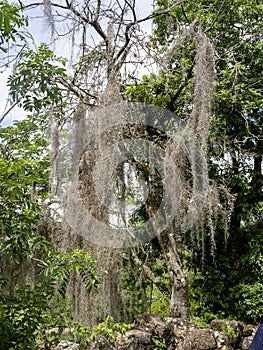 The Massive curtains of tillandsia usneoides. Valle Del Cocora, Colombia