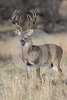 Massive Deer photo