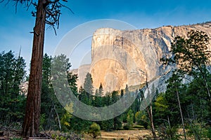 Massive El Capitan cliff as seen from Yosemite valley floor