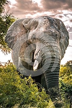 Massive Elephant Bull in Africa`s wilderness, Kruger National Park, ZA