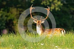 Massive fallow deer stag with antlers and spots on a green meadow in summer