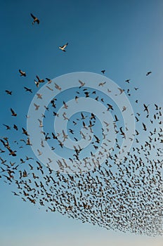 Massive Flock of Birds in Flight, Soaring Through a Clear Blue Sky