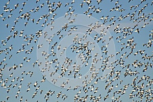 Massive Flock of Flying Snow Geese