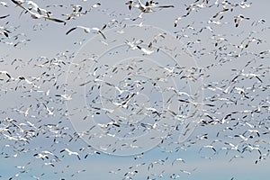 A massive flock of snow geese fill the sky