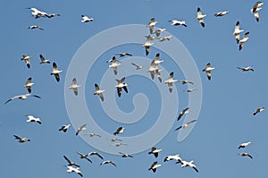 Massive Flock of Snow Geese Flying in a Blue Sky