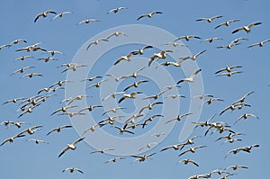 Massive Flock of Snow Geese Flying In a Blue Sky