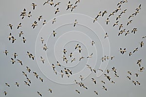 Massive Flock of Snow Geese Flying Over the Marsh