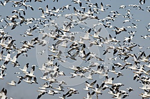 Massive Flock of Snow Geese Flying Over the Marsh