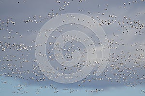 Massive Flock of Snow Geese Flying Through the Sky