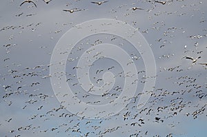 Massive Flock of Snow Geese Flying Through the Sky