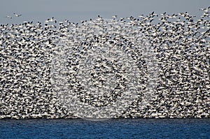 Massive Flock of Snow Geese Taking Flight