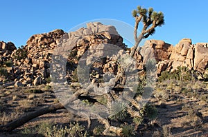 Massive Granite Boulders - Joshua Tree