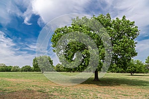 Massive green tree and blue sky in the Bulgarian countryside