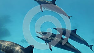 Massive group of dolphins slowly swim in the blue water over sandy bottom. Underwater shot, Top view, Closeup.