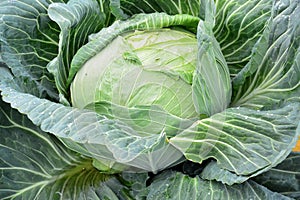 Massive head of fresh cabbage