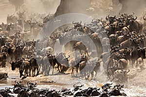Massive herd of Wildebeests crossing Mara river