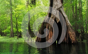 Massive hollow Cypress Tree in lush swamp