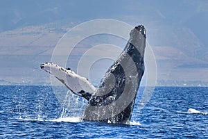 Massive humpack whale beginning a breach on Maui.