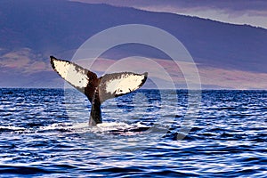 Massive humpack whale waving it`stail at whale watchers near Lahaina.